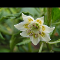 Piment - Capsicum baccatum L. - variete Aji Amarillo (Perou) (2)